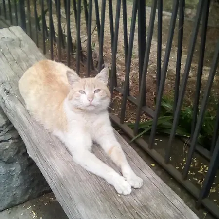 La Pietra Antica O' Munti Mascali